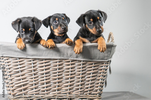 A portrait of three adorable Jack Russel Terrier puppies, in a wicker basket, isolated on a white background
