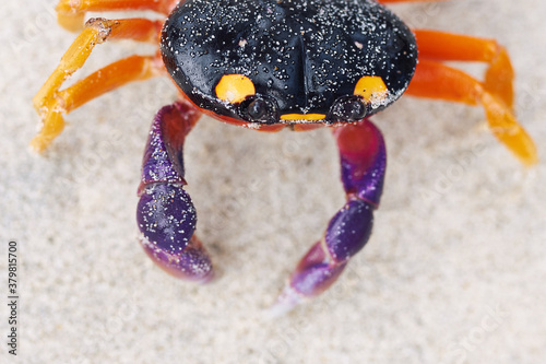 Exotic colorful crab on a caribbean beach