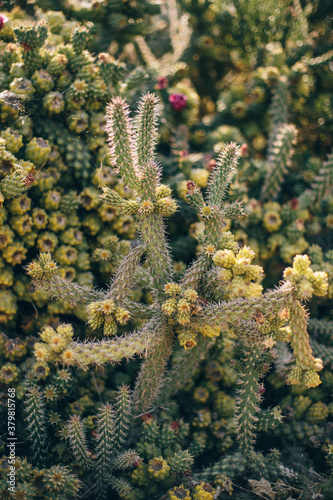Backlit Cactus photo