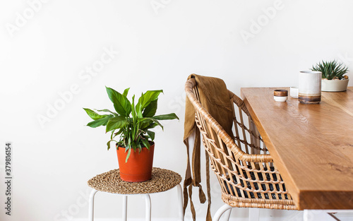 Home green plant Spathiphyllum in a pot in a Scandinavian interior. House plants, caring for a home garden. Copy space
