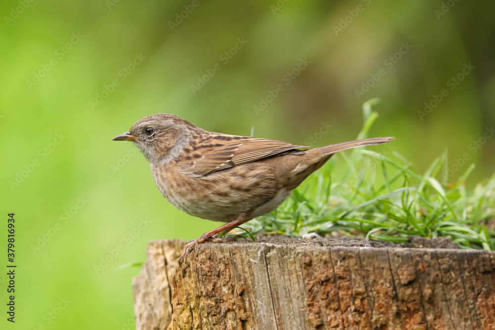 Fototapeta premium Adult dunnock, hedge sparrow, prunella modularis, perched on a log in the British countryside, Great Britain, UK