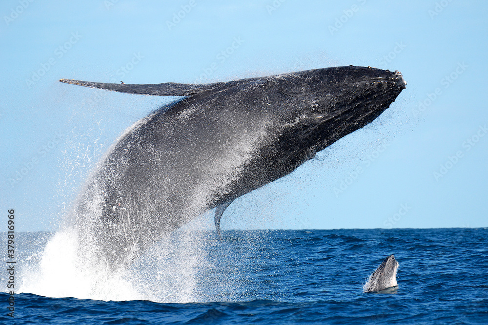 Fototapeta premium Incredible double synchronized jump of a humpback whale and its calf in the blue sea of Sainte Marie, Madagascar.
