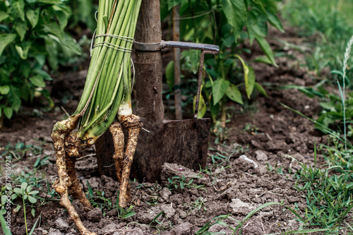 horseradish in the garden
