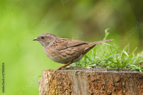 Adult dunnock, hedge sparrow, prunella modularis, perched on a log in the British countryside, Great Britain, UK