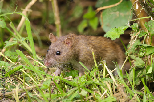 Brown rat, Rattus norvegicus, sneaking out of a hedge