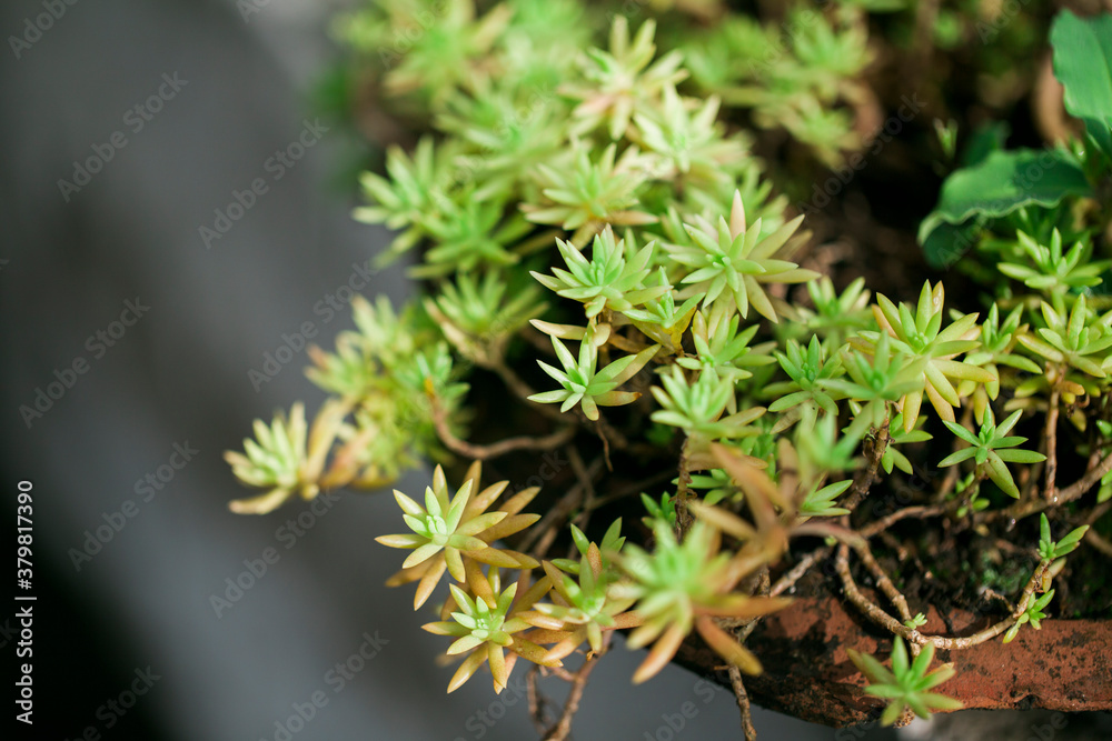 Close up of Sedum rupestre __ÔøΩAngelina___ plant Close up of Sedum rupestre __ÔøΩAngelina___ plant