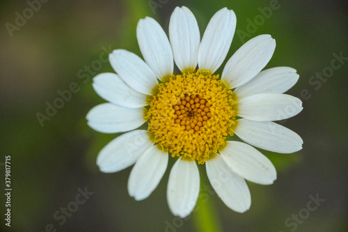 daisy flower closeup