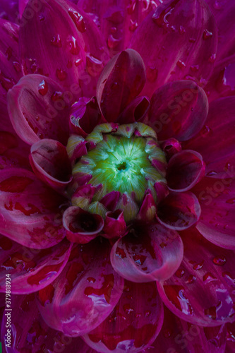 Dahlia macro photo