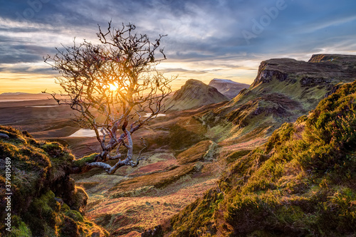 small tree in Quiraing  Isle of Skye  Scotland