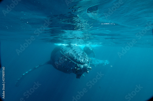 Breathing-taking underwater view of humpback whale  mother and calf diving in a clear blue ocean with the mother carrying her calf, in Sainte Marie Madagascar  © Cetamadaasso