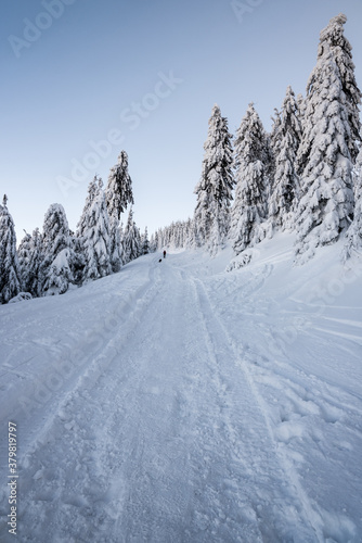 Snowcapped hiking trail with trees around and clear sky bellow Lysa hora hill in Moravskoslezske Beskydy mountains in Czech republic