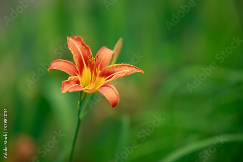 Blooming lily bush