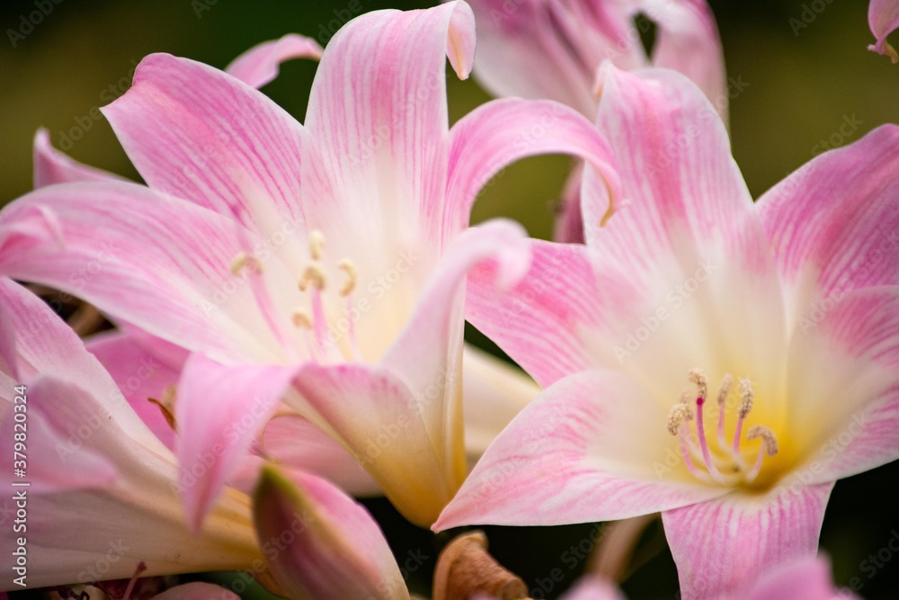 美しい色 甘い香り 優雅な花姿 ベラドンナリリーとクリナムの交配種 アマクリナムの花 Stock Photo Adobe Stock