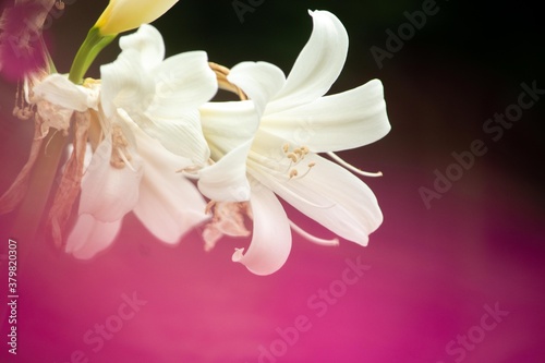 美しい色、甘い香り、優雅な花姿、ベラドンナリリーとクリナムの交配種「アマクリナムの花」