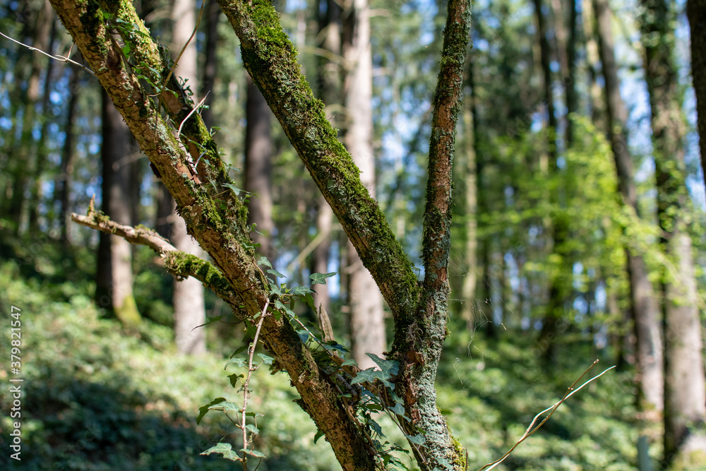 Fototapeta premium Forest