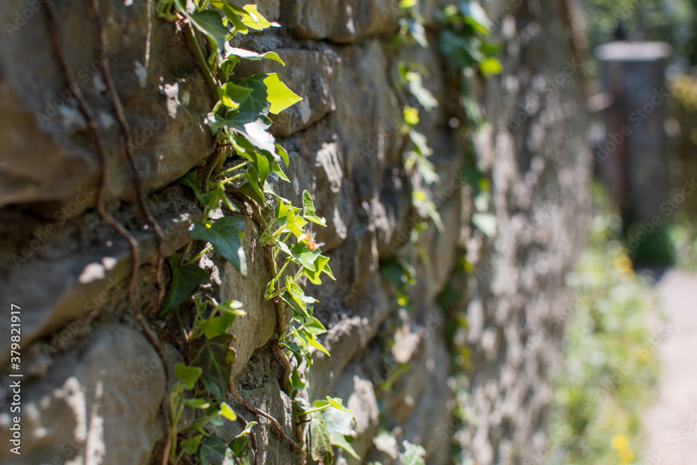 Obraz premium Forest