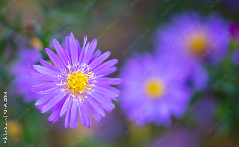 Obraz premium Purple flowers in the park.