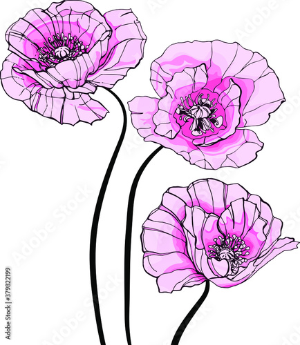 Big pink poppies, a whole bunch. Flowers bloom in different types. Delicate petals. For your greeting card, greeting card, printing, packaging, fabric and needlework