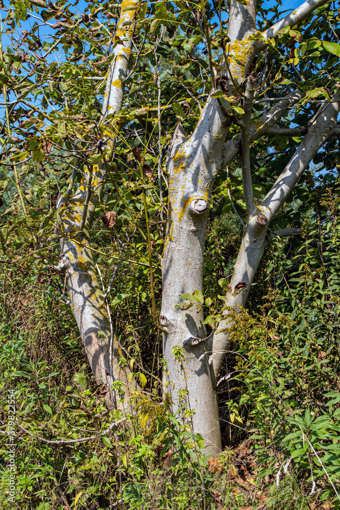 Baum