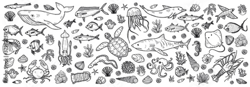 Banner with cute hand drawn marine animals, fish and shells. Vector illustration.  May use as coloring page. 