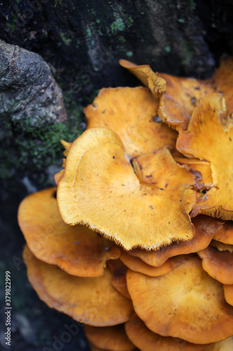 Vibrant Yellow Shelf Mushrooms Growing Against A Tree photo