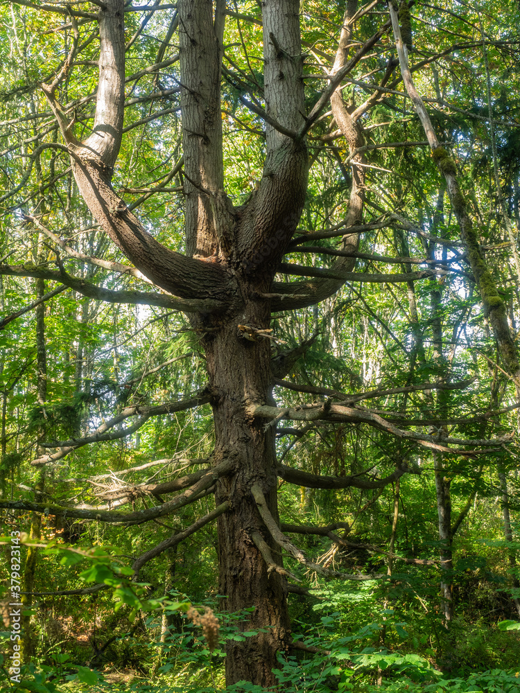 Fototapeta premium Sehome Hill Arboretum