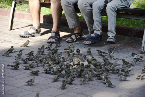 flock of sparrows in the park begging for food