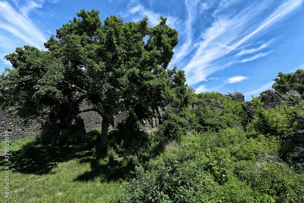 Large tree in the court of ruined scrubby castle