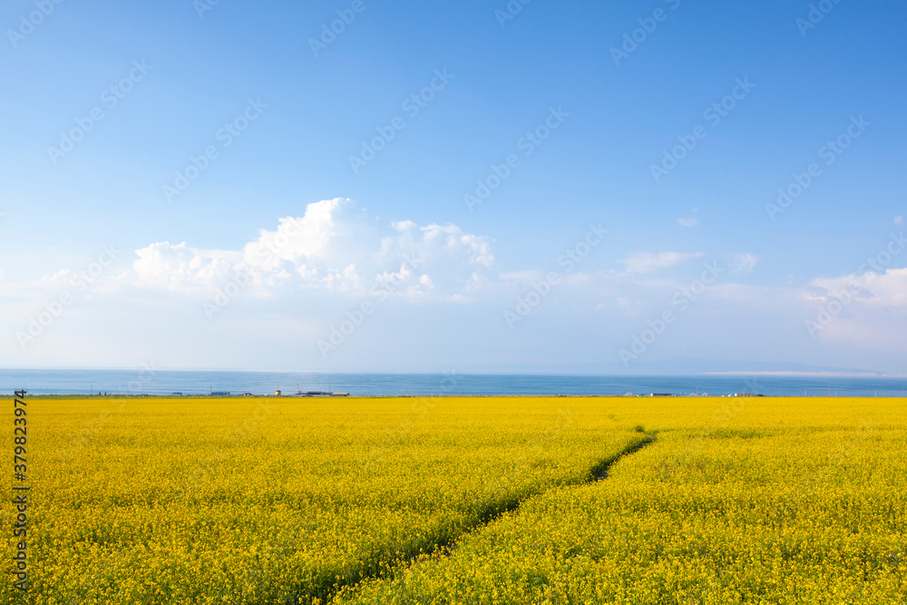 rape flower field by the Qinghai lake rape flower field by the Qinghai lake