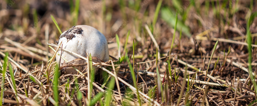 Edible mushroom grows in the forest. Edible mushroom grows in the forest.