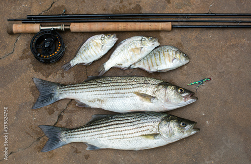 Fresh Striper and surf perch with the rod and fly photo