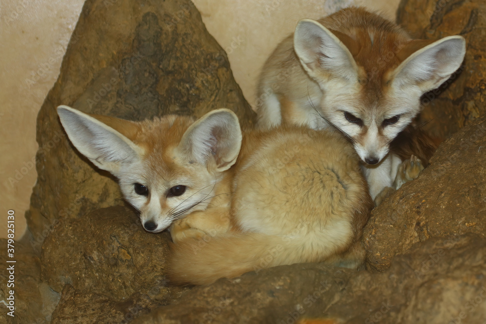 Fototapeta premium Two cute sleepy Fennec Fox, Vulpes zerda, finding somewhere comfortable to nap in sandy rocks