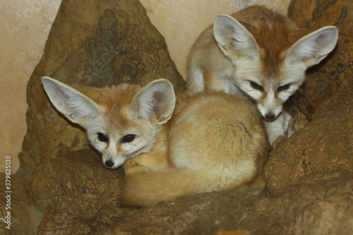 Two cute sleepy  Fennec Fox  Vulpes zerda  finding somewhere comfortable to nap in sandy rocks