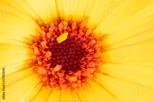 Center of Pot Marigold on yellow background. Calendula officinalis close up. Selective focus. Flower background. Medical herb  often used in gardens  edible add color to salad  garnish. Macro.