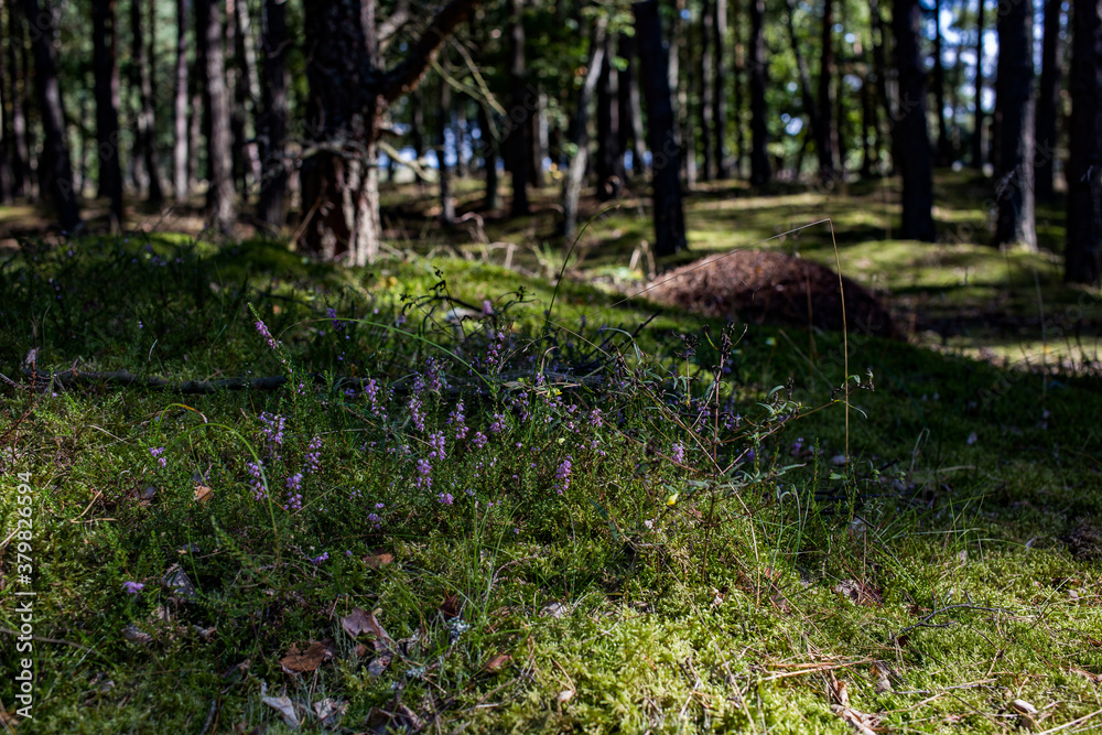 Słowiński Park Narodowy, Wrzosy Słowiński Park Narodowy, Wrzosy