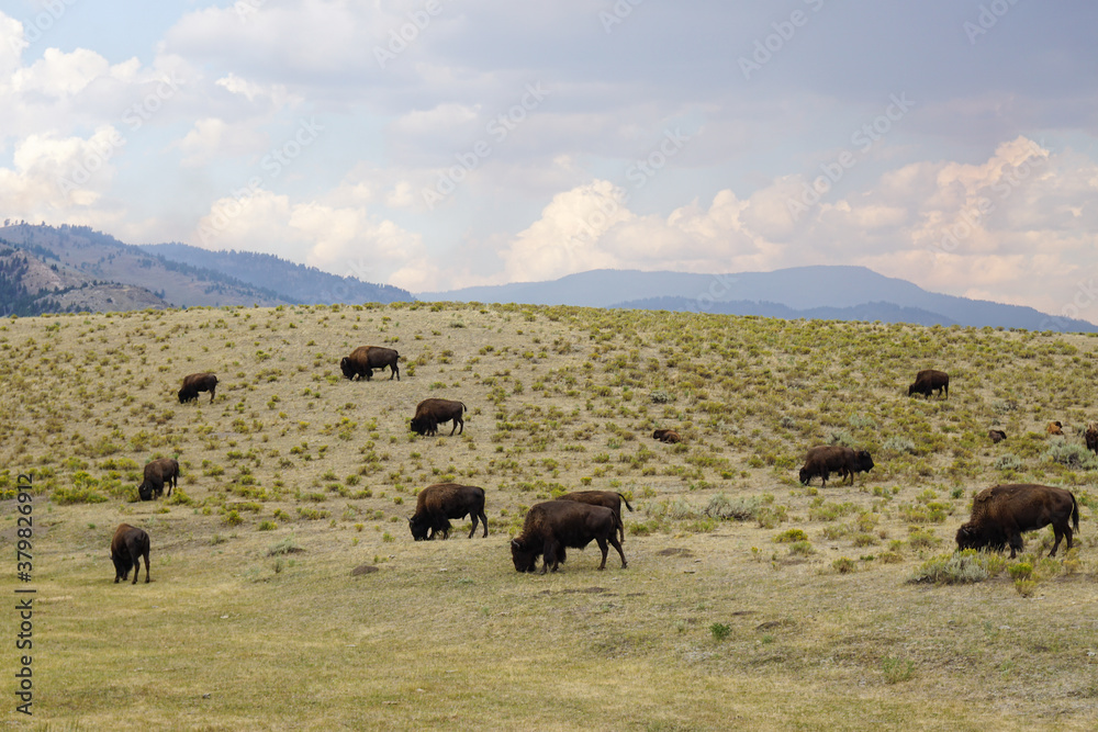 Yellowstone Bison herd Yellowstone Bison herd