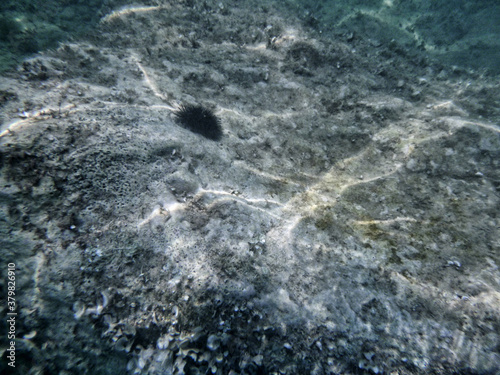 Blue underwater rock with black sea urchin leech onto stone