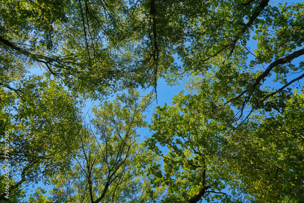 Fototapeta premium Looking up at the blue sky in the forest