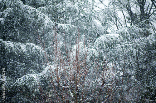 snowfall in fir and maple forest photo