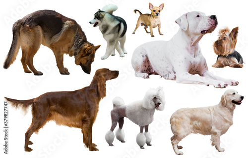 many different kinds of dog breeds isolated on white