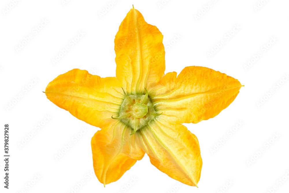 Squash flower head Squash flower head