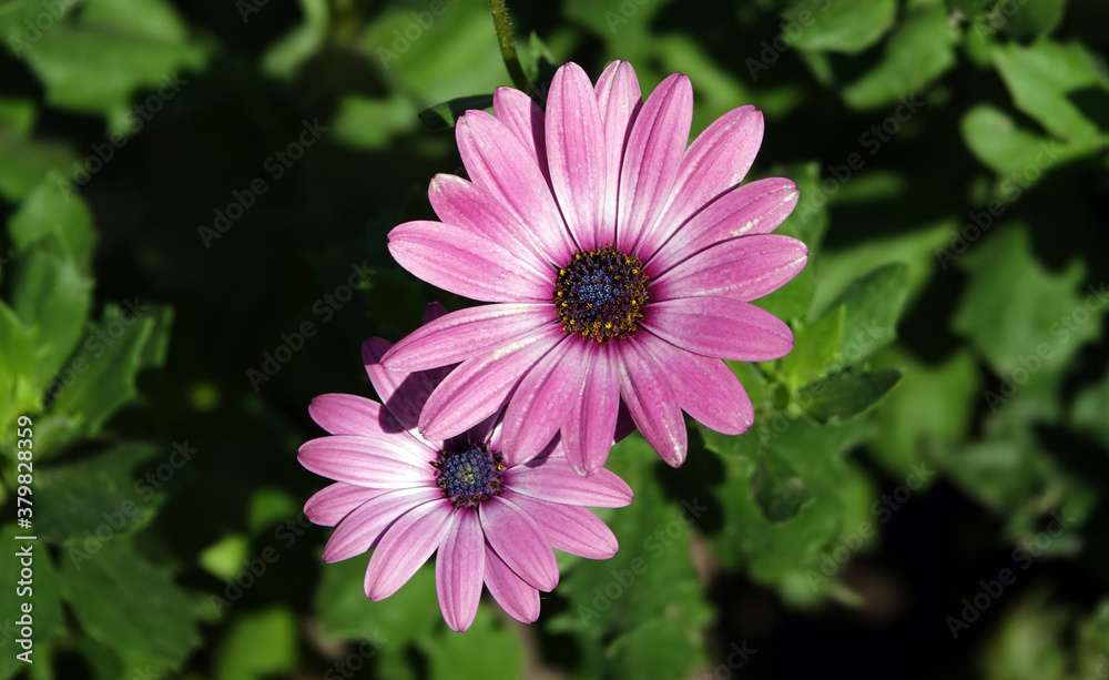 Obraz premium Osteospermum flowers