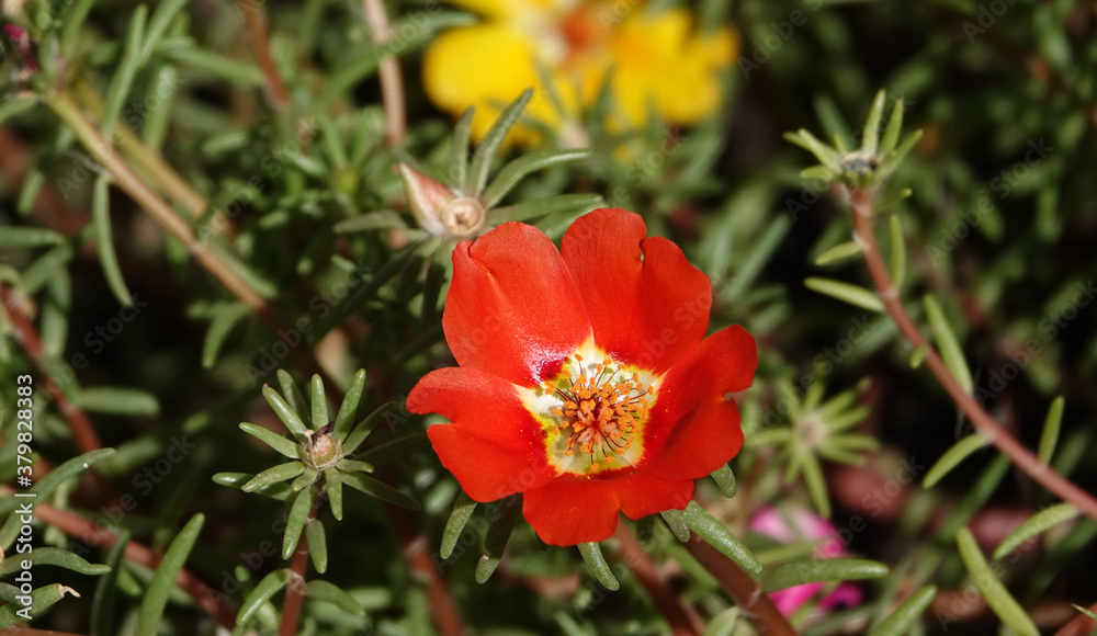 Flowers Purslane Flowers Purslane