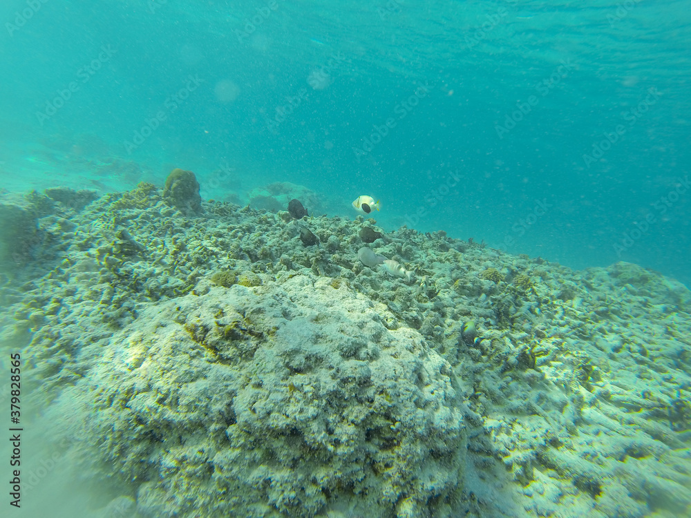A life underwater A life underwater