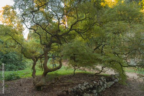 Tree with a curved, forked japanese-style trunk in the Nymph Gardens in the Latina province of Italy photo