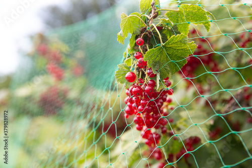 Red currants bush secured with a net, protection from birds.