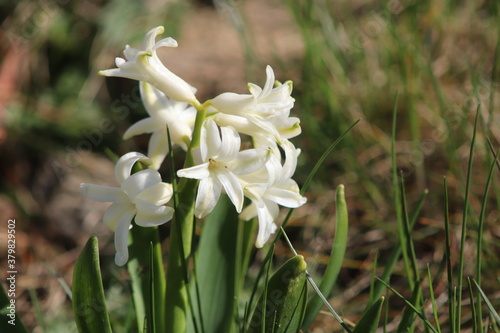 Beautiful flower in the nature