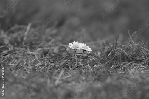 Beautiful daisy, flower in the nature