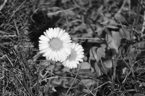 Beautiful daisy, flower in the nature