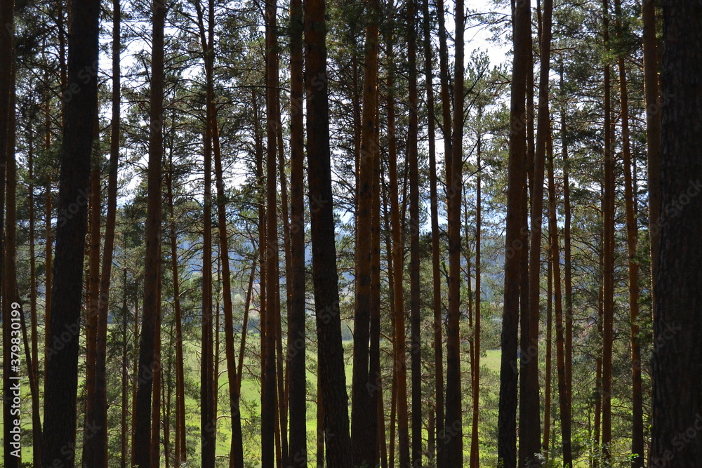Fototapeta premium trees in the forest